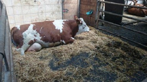 Vache couchée dans un box de vêlage