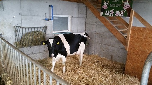 Vache dans l'étable, vue caméra